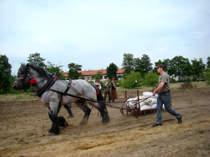 Zdjęcie w galerii na portalu naszwodzislaw.com: Koń Leon uciągnął 1200 kg wiadomości z regionu