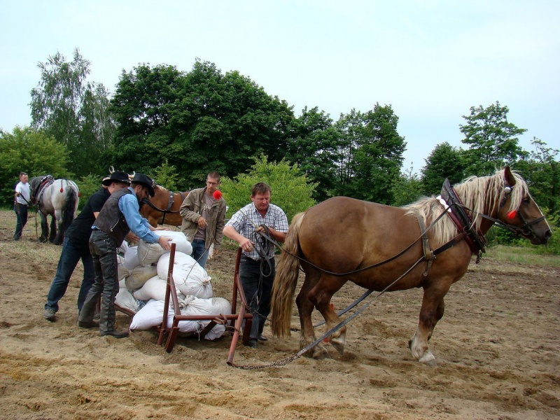Zdjęcie w galerii na portalu naszwodzislaw.com: Koń Leon uciągnął 1200 kg wiadomości z regionu