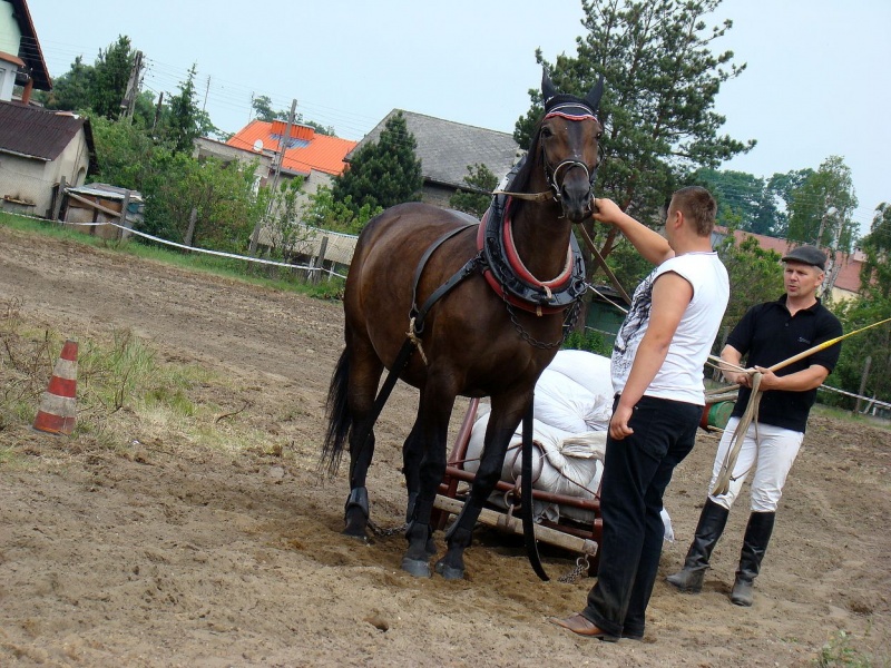 Zdjęcie w galerii na portalu naszwodzislaw.com: Koń Leon uciągnął 1200 kg wiadomości z regionu