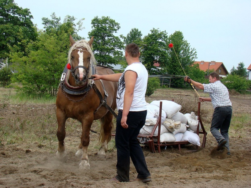 Zdjęcie w galerii na portalu naszwodzislaw.com: Koń Leon uciągnął 1200 kg wiadomości z regionu