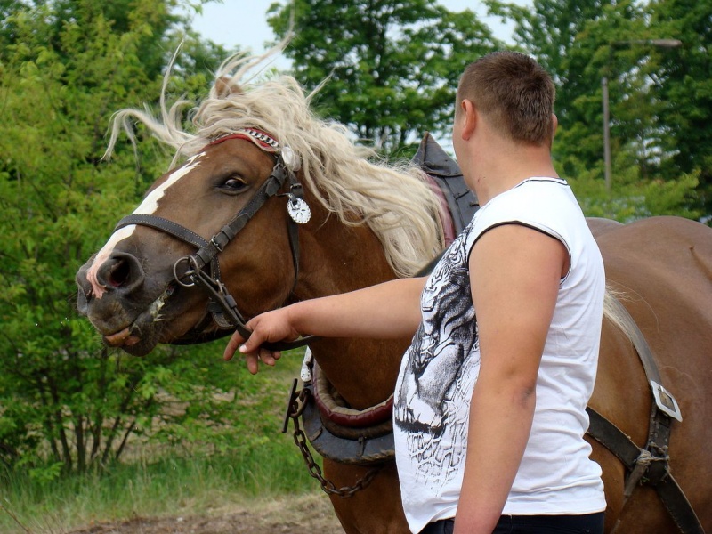 Zdjęcie w galerii na portalu naszwodzislaw.com: Koń Leon uciągnął 1200 kg wiadomości z regionu