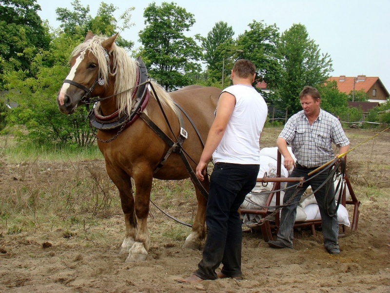 Zdjęcie w galerii na portalu naszwodzislaw.com: Koń Leon uciągnął 1200 kg wiadomości z regionu