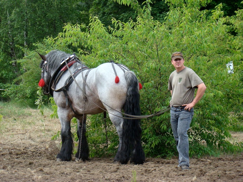 Zdjęcie w galerii na portalu naszwodzislaw.com: Koń Leon uciągnął 1200 kg wiadomości z regionu