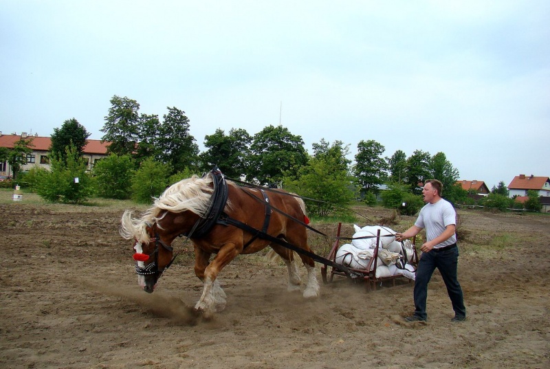 Zdjęcie w galerii na portalu naszwodzislaw.com: Koń Leon uciągnął 1200 kg wiadomości z regionu