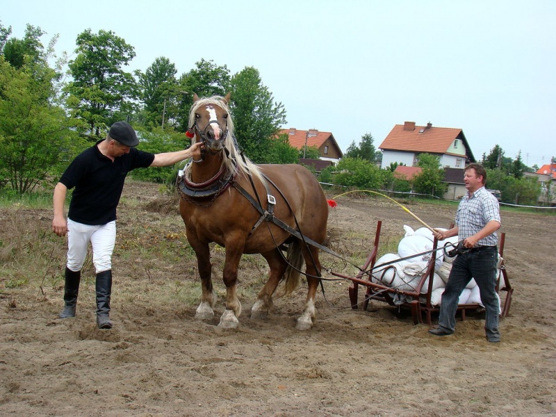 Zdjęcie w galerii na portalu naszwodzislaw.com: Koń Leon uciągnął 1200 kg wiadomości z regionu