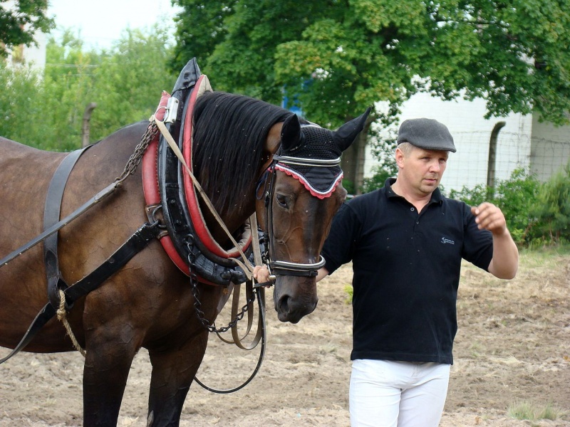 Zdjęcie w galerii na portalu naszwodzislaw.com: Koń Leon uciągnął 1200 kg wiadomości z regionu