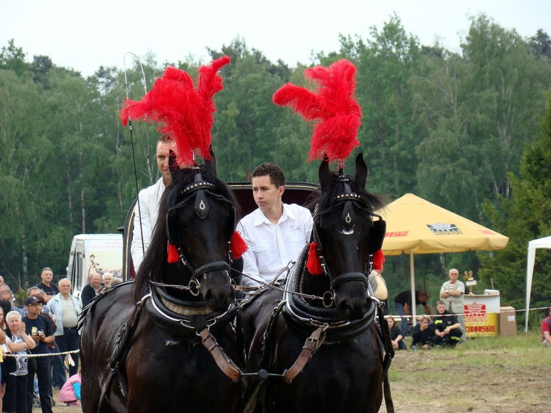 Zdjęcie w galerii na portalu naszwodzislaw.com: Koń Leon uciągnął 1200 kg wiadomości z regionu