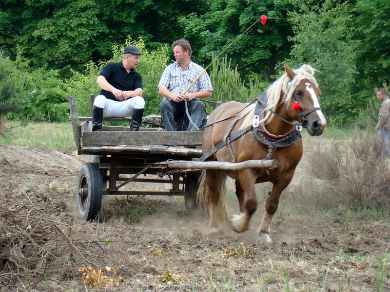 Zdjęcie w galerii na portalu naszwodzislaw.com: Koń Leon uciągnął 1200 kg wiadomości z regionu