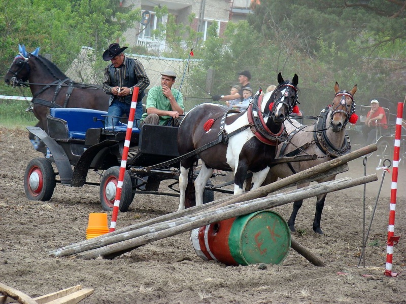 Zdjęcie w galerii na portalu naszwodzislaw.com: Koń Leon uciągnął 1200 kg wiadomości z regionu