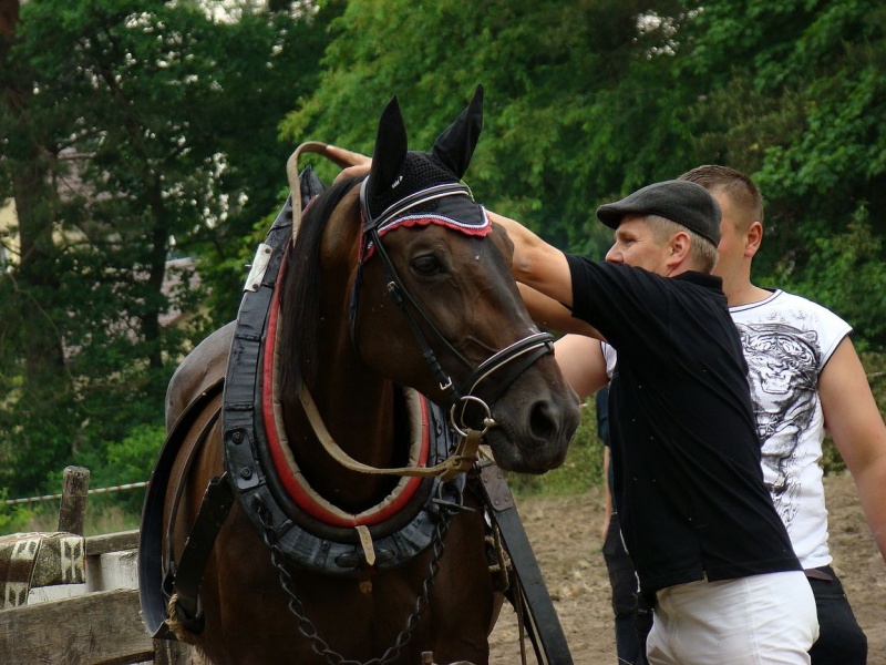 Zdjęcie w galerii na portalu naszwodzislaw.com: Koń Leon uciągnął 1200 kg wiadomości z regionu