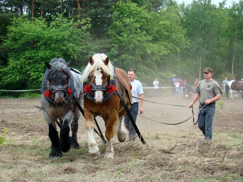 Zdjęcie w galerii na portalu naszwodzislaw.com: Koń Leon uciągnął 1200 kg wiadomości z regionu