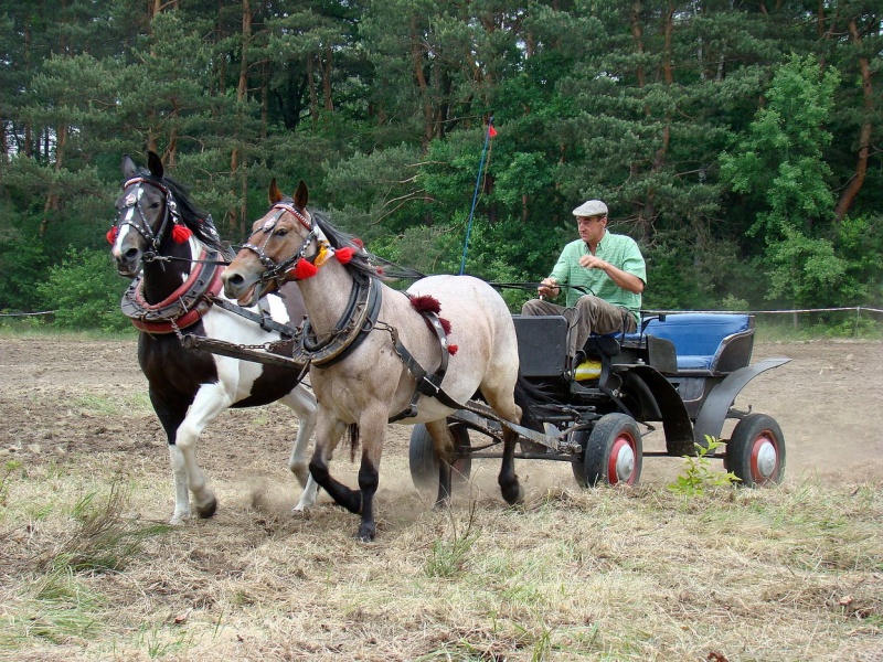 Zdjęcie w galerii na portalu naszwodzislaw.com: Koń Leon uciągnął 1200 kg wiadomości z regionu