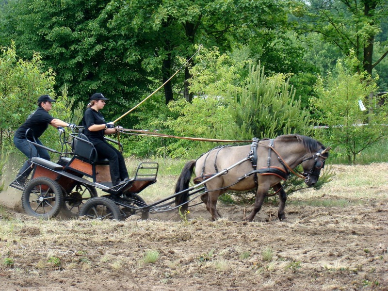 Zdjęcie w galerii na portalu naszwodzislaw.com: Koń Leon uciągnął 1200 kg wiadomości z regionu