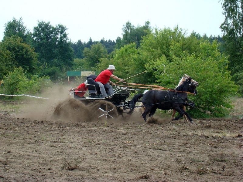 Zdjęcie w galerii na portalu naszwodzislaw.com: Koń Leon uciągnął 1200 kg wiadomości z regionu