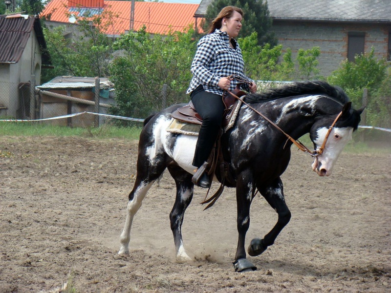 Zdjęcie w galerii na portalu naszwodzislaw.com: Koń Leon uciągnął 1200 kg wiadomości z regionu