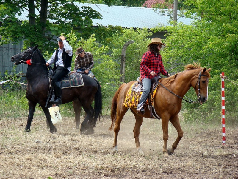 Zdjęcie w galerii na portalu naszwodzislaw.com: Koń Leon uciągnął 1200 kg wiadomości z regionu