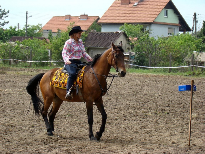 Zdjęcie w galerii na portalu naszwodzislaw.com: Koń Leon uciągnął 1200 kg wiadomości z regionu