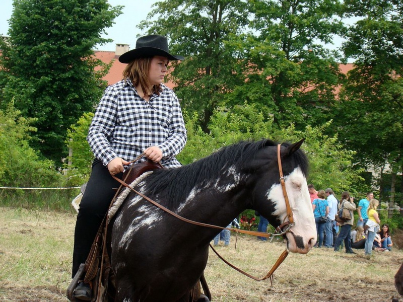 Zdjęcie w galerii na portalu naszwodzislaw.com: Koń Leon uciągnął 1200 kg wiadomości z regionu