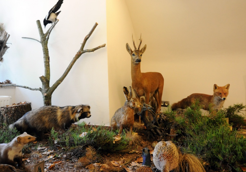 Zdjęcie w galerii na portalu naszwodzislaw.com: Śląskie Sherwood na raciborskim zamku wiadomości z regionu