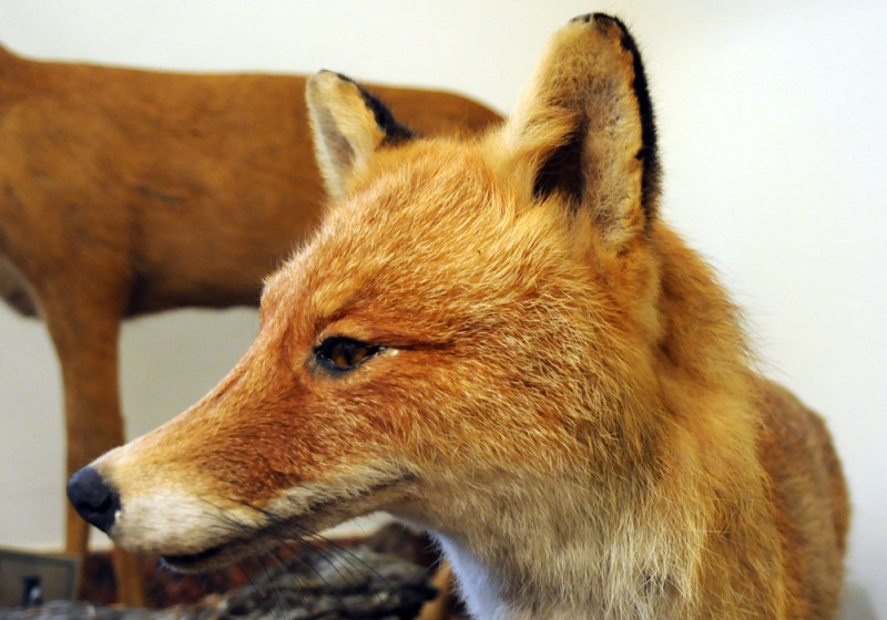 Zdjęcie w galerii na portalu naszwodzislaw.com: Śląskie Sherwood na raciborskim zamku wiadomości z regionu