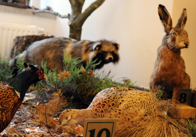 Zdjęcie w galerii na portalu naszwodzislaw.com: Śląskie Sherwood na raciborskim zamku wiadomości z regionu