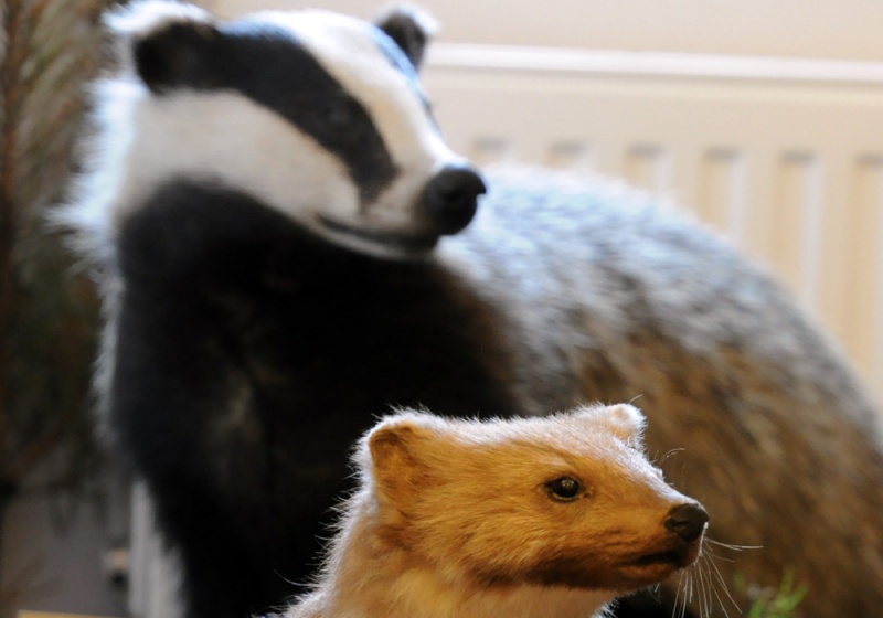 Zdjęcie w galerii na portalu naszwodzislaw.com: Śląskie Sherwood na raciborskim zamku wiadomości z regionu