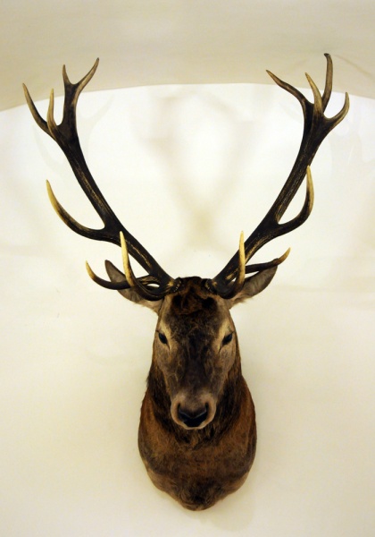 Zdjęcie w galerii na portalu naszwodzislaw.com: Śląskie Sherwood na raciborskim zamku wiadomości z regionu