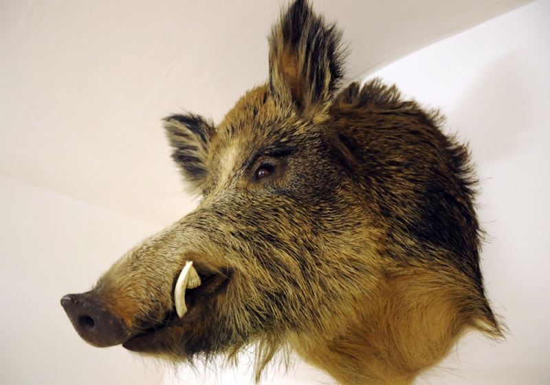 Zdjęcie w galerii na portalu naszwodzislaw.com: Śląskie Sherwood na raciborskim zamku wiadomości z regionu