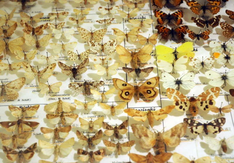 Zdjęcie w galerii na portalu naszwodzislaw.com: Śląskie Sherwood na raciborskim zamku wiadomości z regionu