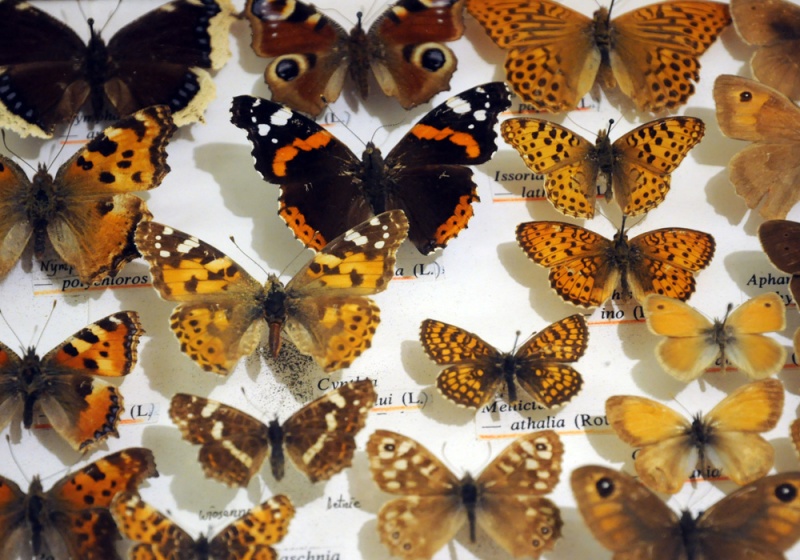 Zdjęcie w galerii na portalu naszwodzislaw.com: Śląskie Sherwood na raciborskim zamku wiadomości z regionu