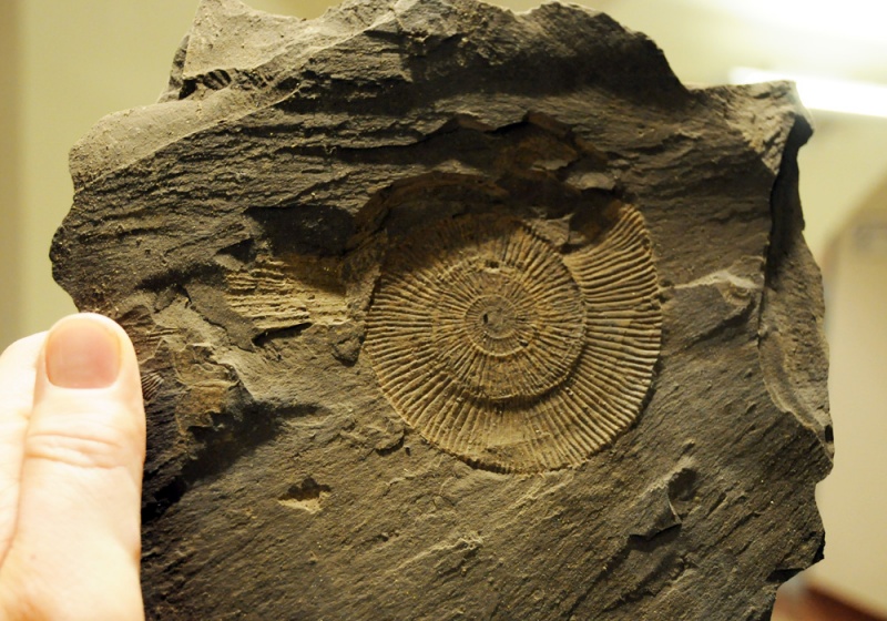 Zdjęcie w galerii na portalu naszwodzislaw.com: Śląskie Sherwood na raciborskim zamku wiadomości z regionu