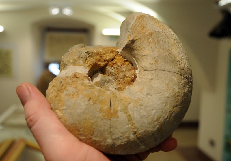 Zdjęcie w galerii na portalu naszwodzislaw.com: Śląskie Sherwood na raciborskim zamku wiadomości z regionu