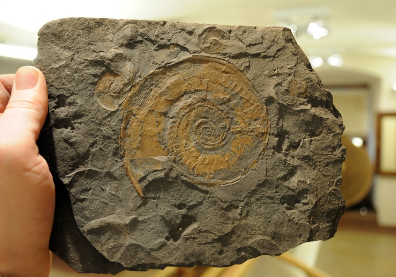 Zdjęcie w galerii na portalu naszwodzislaw.com: Śląskie Sherwood na raciborskim zamku wiadomości z regionu