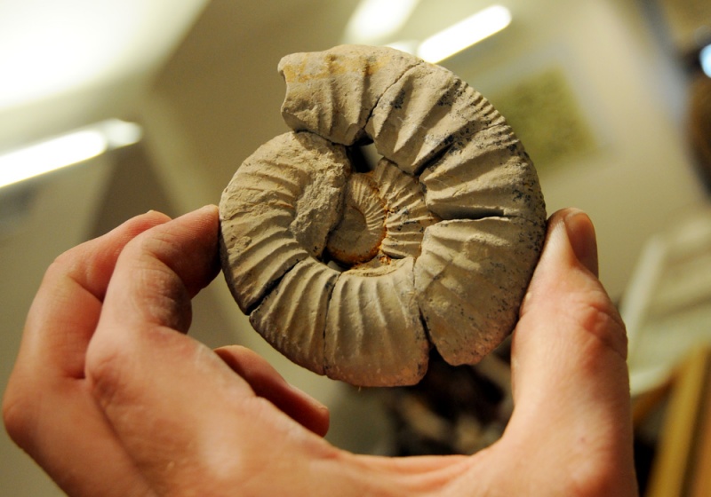 Zdjęcie w galerii na portalu naszwodzislaw.com: Śląskie Sherwood na raciborskim zamku wiadomości z regionu