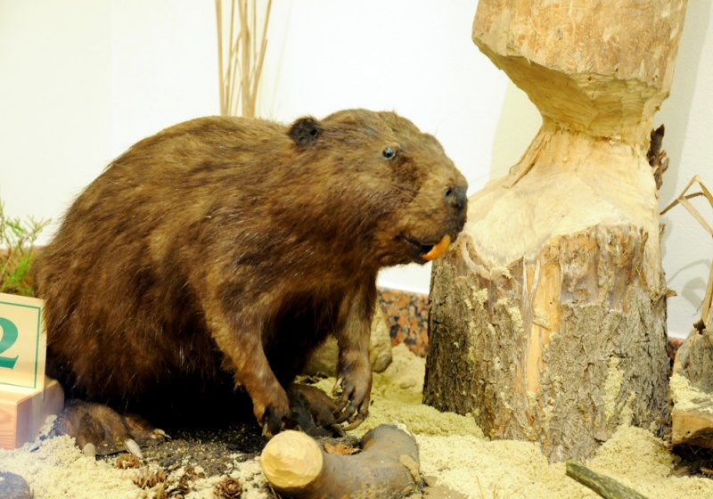 Zdjęcie w galerii na portalu naszwodzislaw.com: Śląskie Sherwood na raciborskim zamku wiadomości z regionu