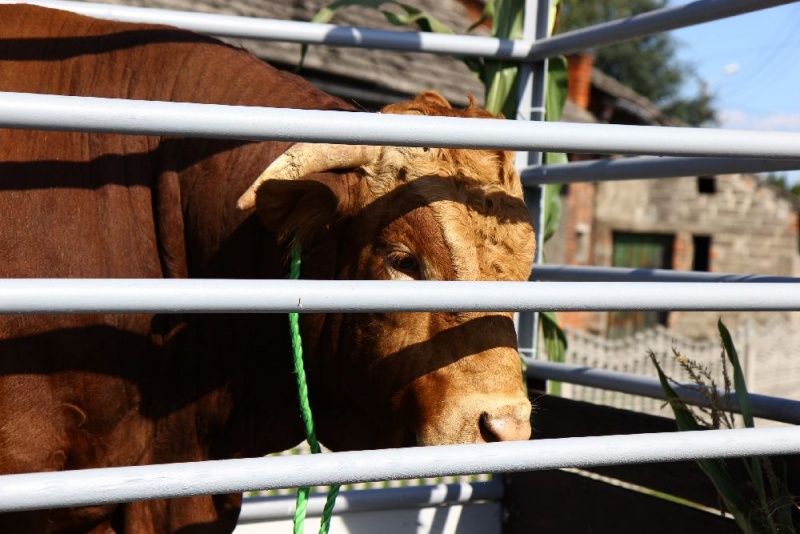 Zdjęcie w galerii na portalu naszwodzislaw.com: W Lubomi prawdziwa dożynkowa rewia wiadomości z regionu