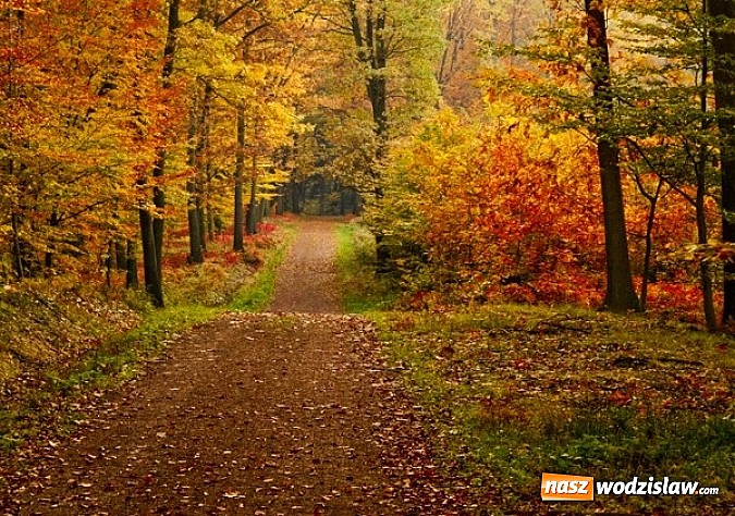 Zdjęcie w galerii na portalu naszwodzislaw.com: Dwie gminy widziane w kolorowych barwach wiadomości z regionu