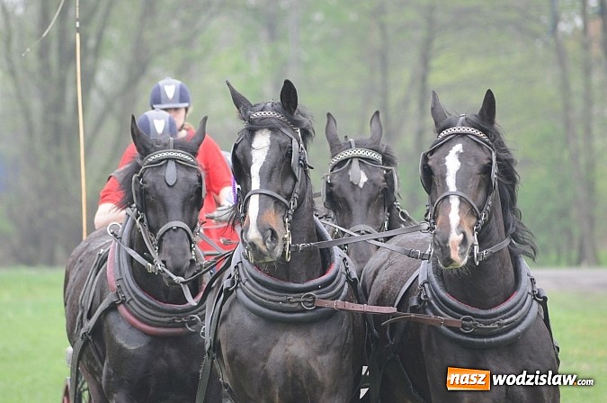 Zdjęcie w galerii na portalu naszwodzislaw.com: Wodzisławianie mistrzami w powożeniu wiadomości z regionu
