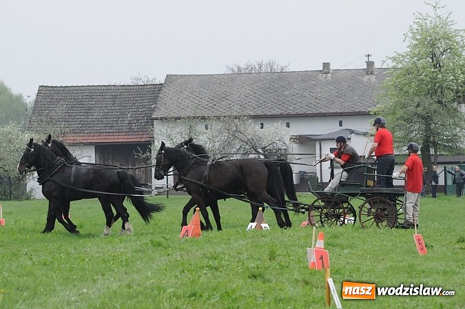 Zdjęcie w galerii na portalu naszwodzislaw.com: Wodzisławianie mistrzami w powożeniu wiadomości z regionu