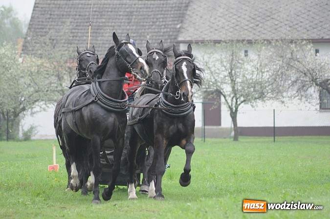 Zdjęcie w galerii na portalu naszwodzislaw.com: Wodzisławianie mistrzami w powożeniu wiadomości z regionu