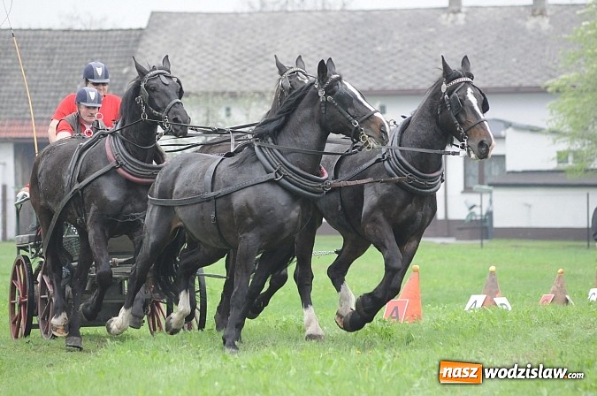 Zdjęcie w galerii na portalu naszwodzislaw.com: Wodzisławianie mistrzami w powożeniu wiadomości z regionu