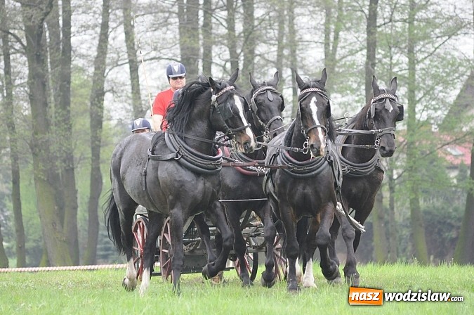 Zdjęcie w galerii na portalu naszwodzislaw.com: Wodzisławianie mistrzami w powożeniu wiadomości z regionu