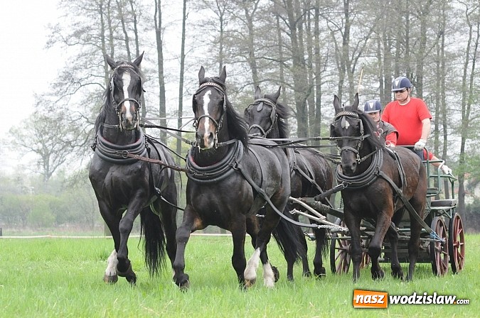 Zdjęcie w galerii na portalu naszwodzislaw.com: Wodzisławianie mistrzami w powożeniu wiadomości z regionu