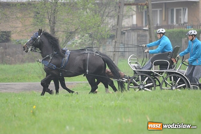 Zdjęcie w galerii na portalu naszwodzislaw.com: Wodzisławianie mistrzami w powożeniu wiadomości z regionu
