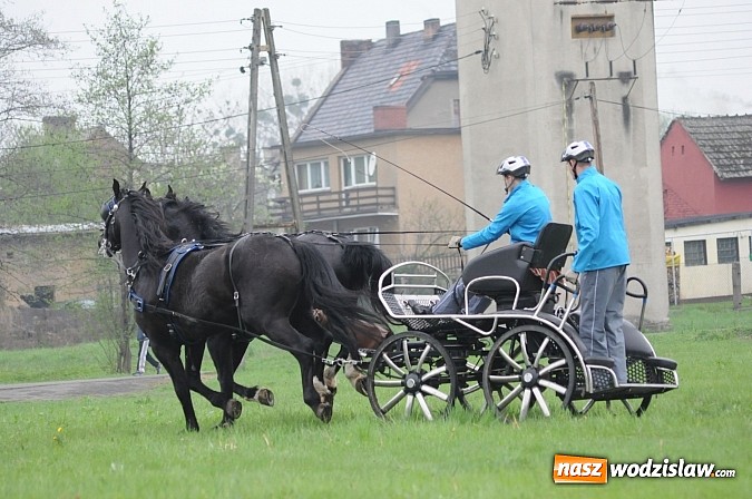 Zdjęcie w galerii na portalu naszwodzislaw.com: Wodzisławianie mistrzami w powożeniu wiadomości z regionu