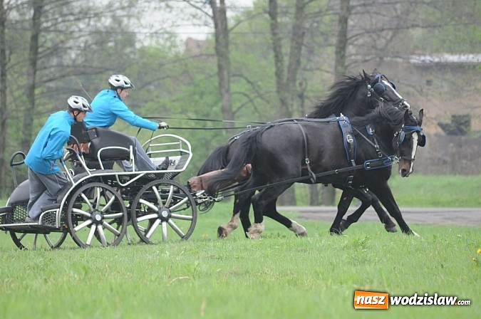 Zdjęcie w galerii na portalu naszwodzislaw.com: Wodzisławianie mistrzami w powożeniu wiadomości z regionu