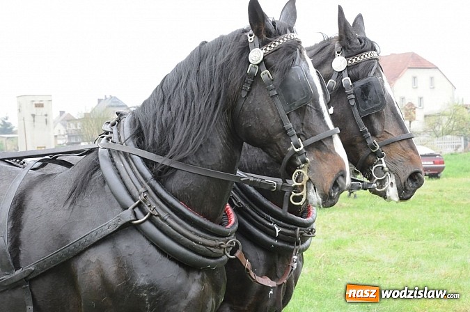 Zdjęcie w galerii na portalu naszwodzislaw.com: Wodzisławianie mistrzami w powożeniu wiadomości z regionu