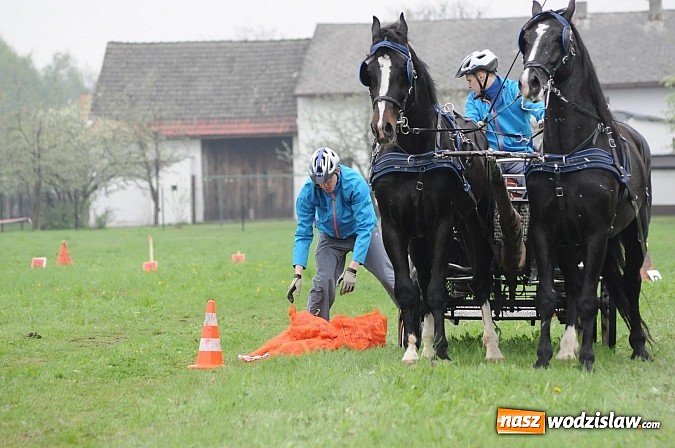 Zdjęcie w galerii na portalu naszwodzislaw.com: Wodzisławianie mistrzami w powożeniu wiadomości z regionu