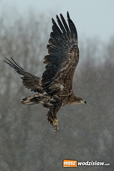 Zdjęcie w galerii na portalu naszwodzislaw.com: Ptaki Naszego Regionu wiadomości z regionu