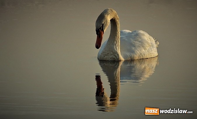 Zdjęcie w galerii na portalu naszwodzislaw.com: Ptaki Naszego Regionu wiadomości z regionu